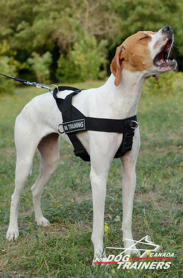 Durable Nylon English Pointer Harness with Quick Release Buckle