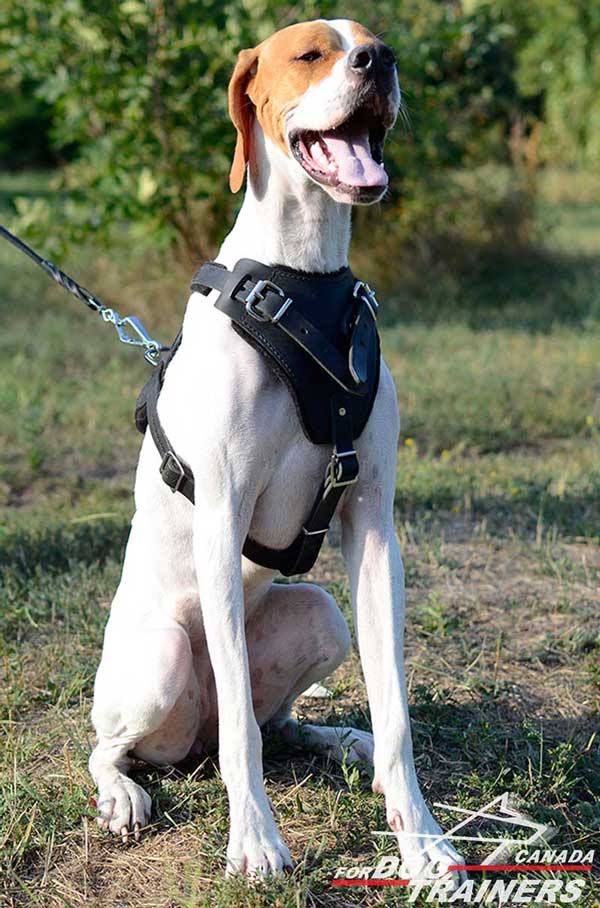 Adjustable English Pointer Harness