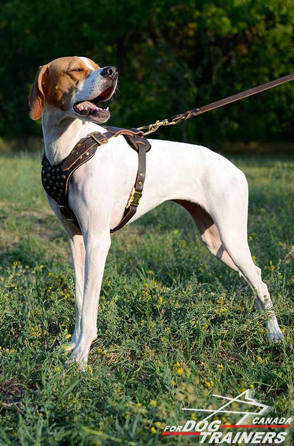 Leather Harness for English Pointers