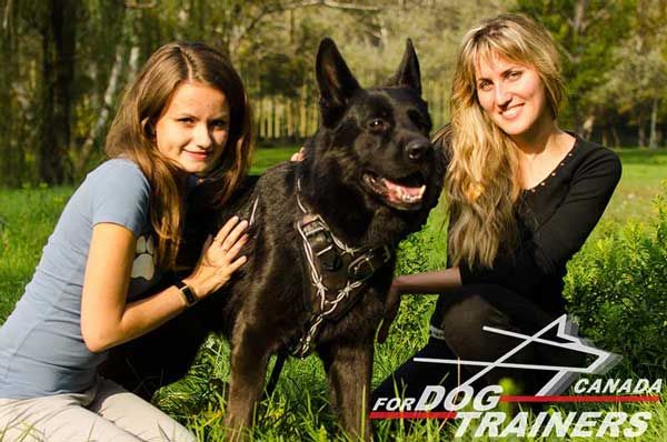 German Shepherd Harness is Easy Adjustable
