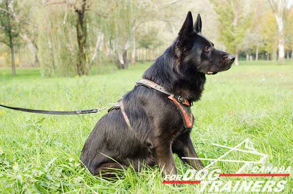 Leather Harness for German Shepherd Walking