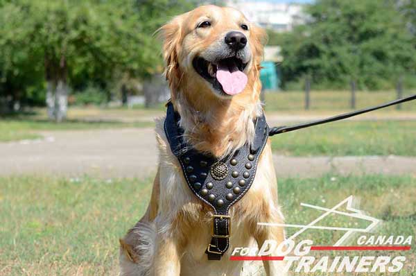 Golden Retriever harness  with brass  decoration