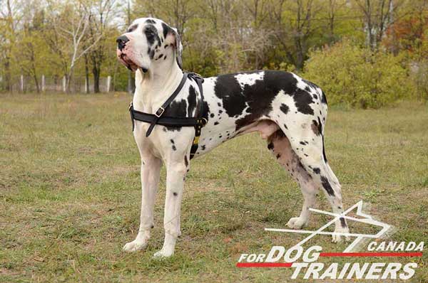  Great Dane harness light weight with attachment for quick puttig on and off 