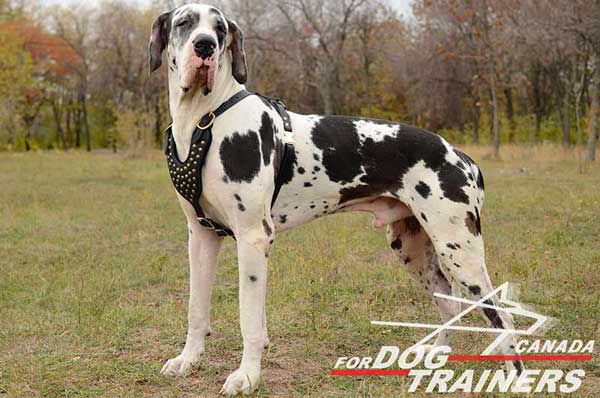 Walking Leather Harness for Great Danes