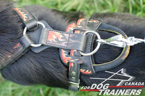 Strong Handle and Ring for Leash Attachment