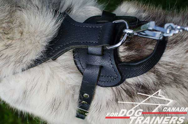 Husky leather harness with handle for agitation training 