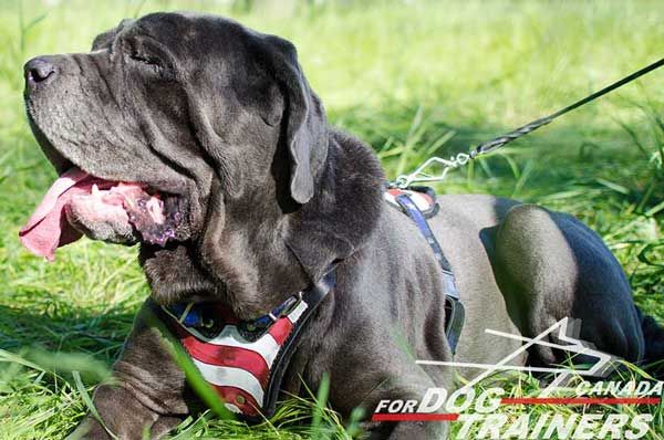 Leather Harness for Mastino Napoletano Walking