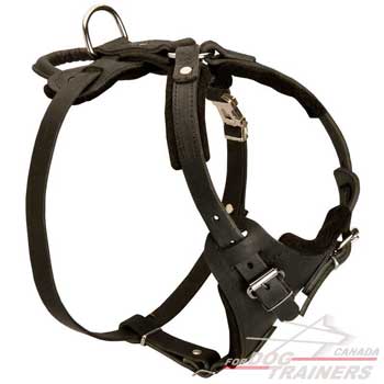 Adjustable Leather Canine Harness