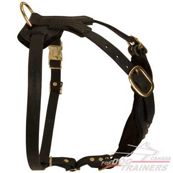 Canine Harness for Walking