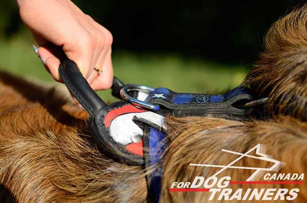 Leather Handle on Moscow Watchdog Harness