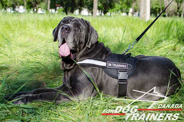 Pulling and Tracking Durable Mastino Napoletano Nylon Harness 