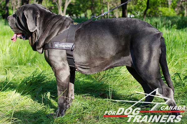 Pulling Mastino Napoletano Nylon Harness with D-rings for Cargo Attachment 