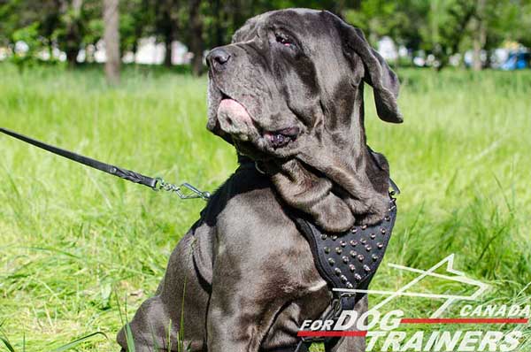 Mastino Napoletano leather spiked dog harness for pleasant walking 