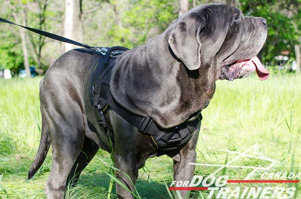 Mastino Napoletano harness with chest plate soft as cushion