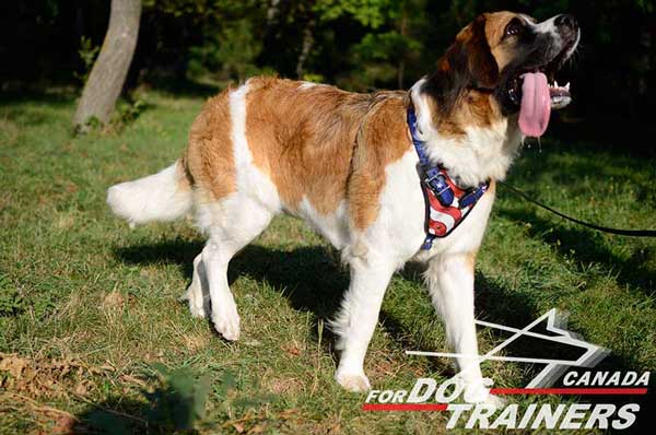 Leather Moscow Watchdog Harness Custom