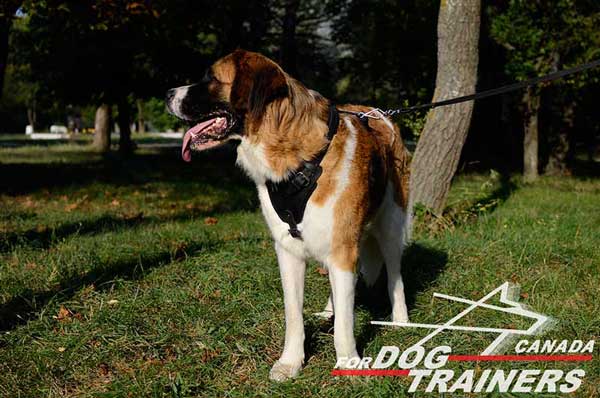 Leather Harness for Moscow Watchdog Attack Training