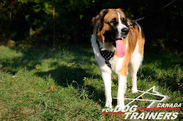 Dog  leather harness for Moscow watch dog decorated with spikes