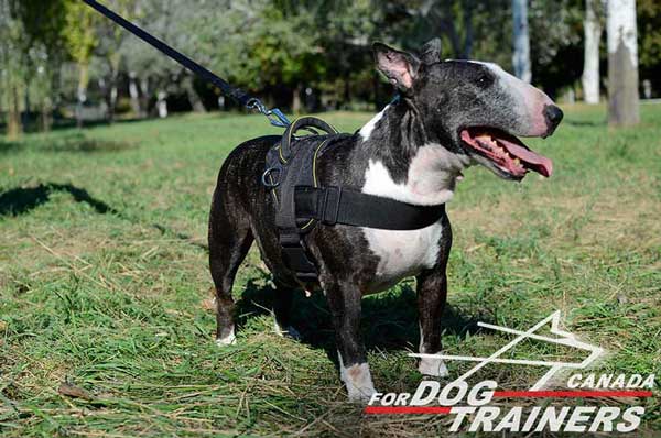 Lightweight Nylon Bull Terrier Harness