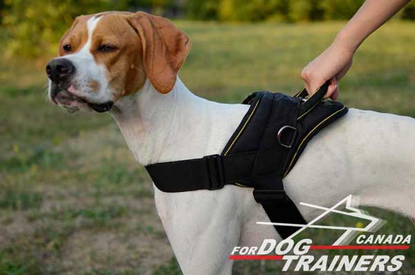 Nylon Harness for English Pointer Training