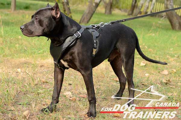 Pitbull leather harness adjustable  for training dogs