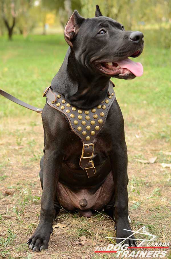 Beautiful Leather Pitbull Harness