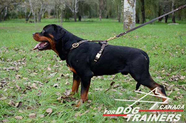 Rottweiler Leather Harness For Easy Tracking And Walking