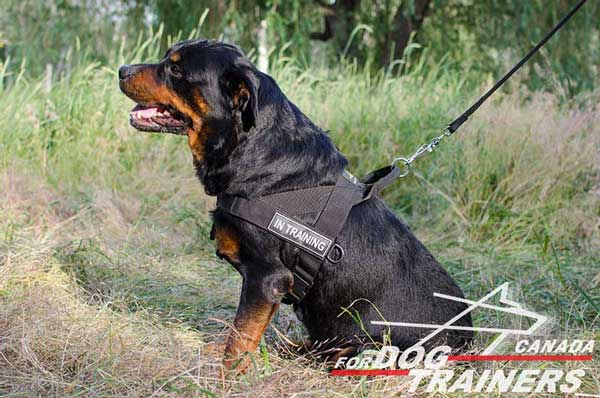 Rottweiler Nylon Harness with Side D-rings for Pulling