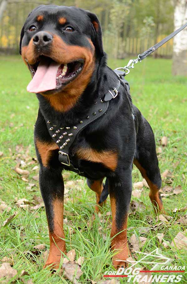 Rottweiler dog leather harness with quick release buckle 