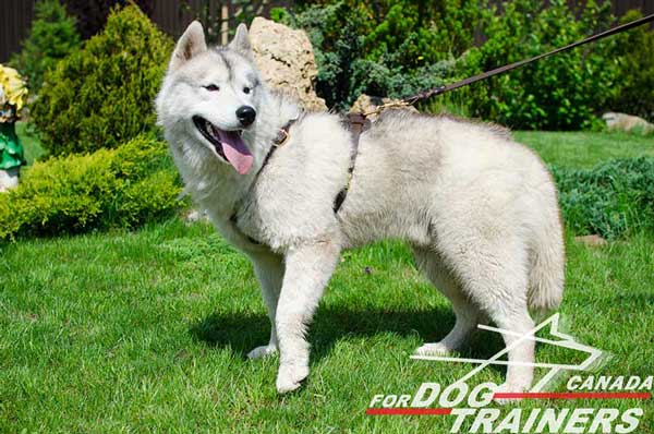 Leather Harness for Siberian Husky Tracking and Walking