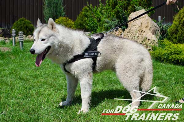 Siberian Husky Nylon Harness with Durable Handle for Better Control 