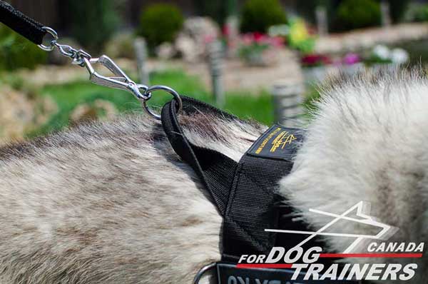 Siberian Husky Nylon Harness with Ring for Fast Leash Attachment