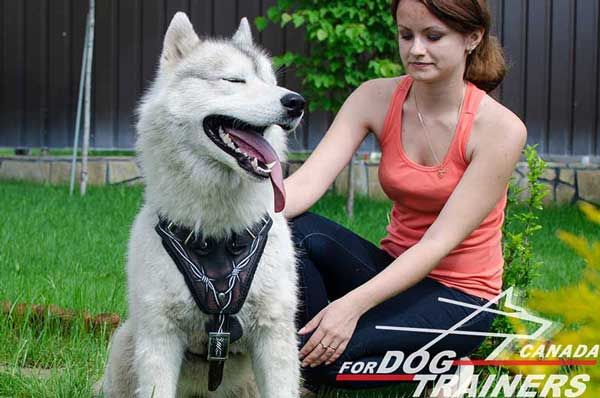 Leather Harness for Siberian Husky Fashionable