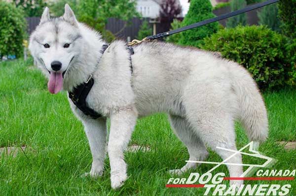 Leather Harness for Siberian Husky Features Padded Inside