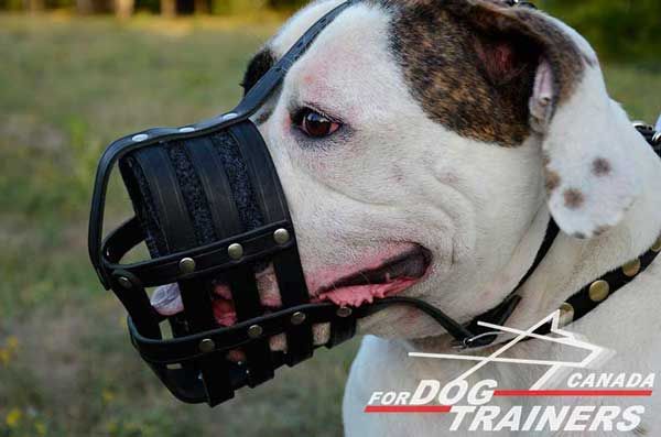 Leather American Bulldog Muzzle Padded with Felt