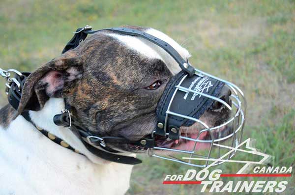 Training American Bulldog Wire Basket Muzzle