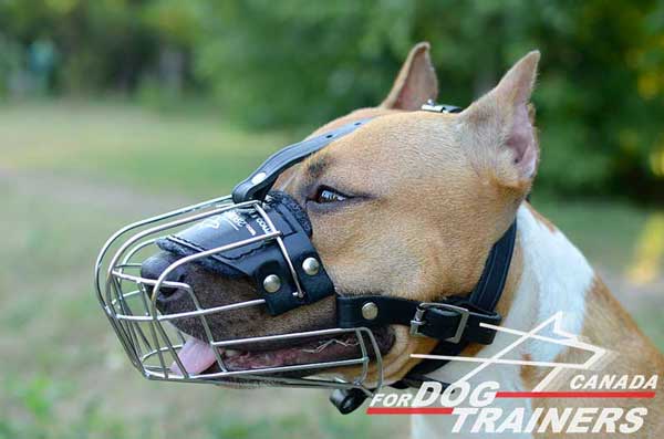 Adjustable Wire Basket Muzzle for Amstaffs