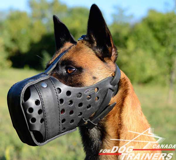 Adjustable Leather Muzzle for Belgian Malinois