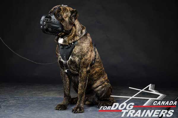 Cane Corso leather dog muzzle handcrafted