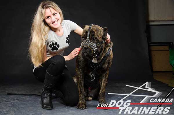 Leather Cane Corso Muzzle 