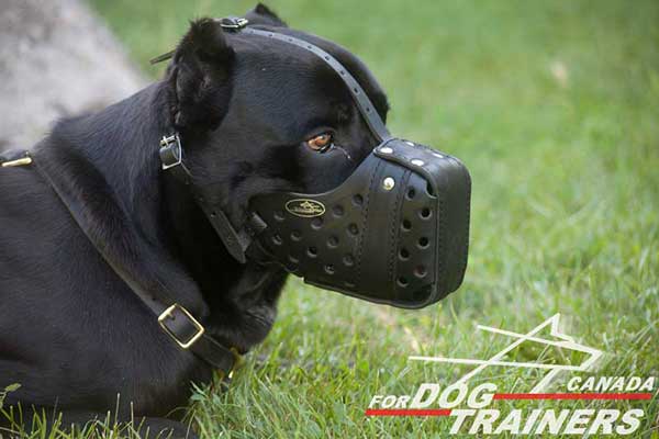 Leather Muzzle for Cane Corso