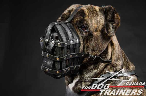 Cane Corso Leather Muzzle Basket with Perfectly Air Flow