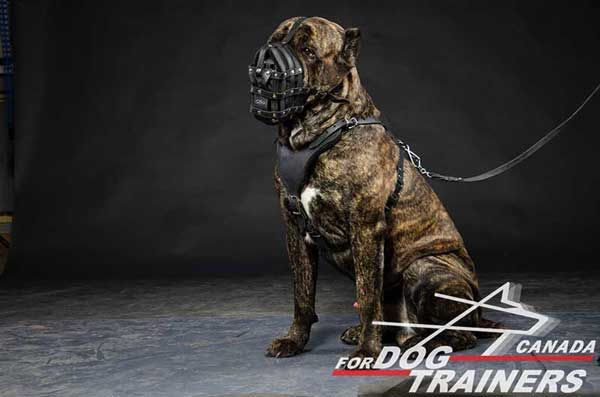 Leather Muzzle for Cane Corso Easy Adjustable