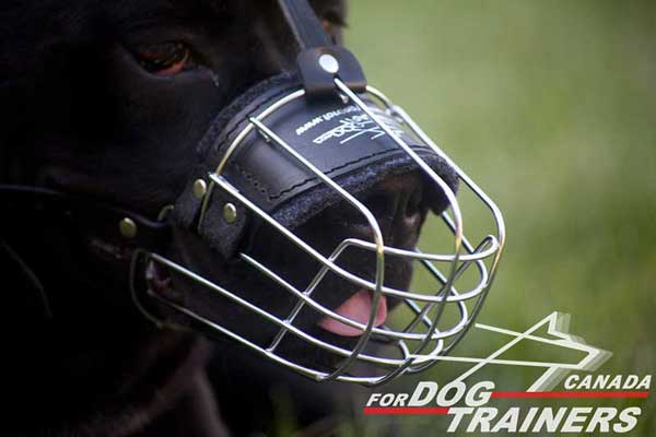 Wire Basket Muzzle for Cane Corso