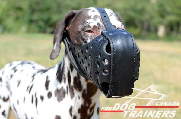 Leather Muzzle for Dalmatian Training