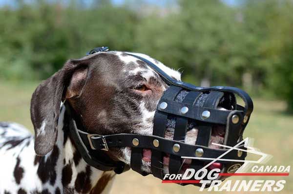 Dalmatian Leather Muzzle Basket