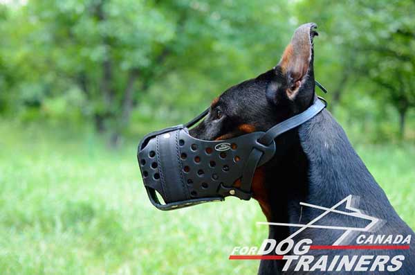 Leather Muzzle for Doberman Attack Training