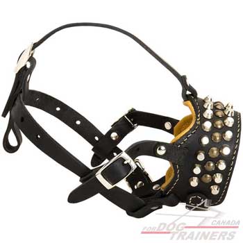 Dog muzzle with decoration of brass