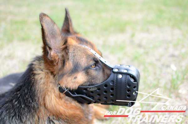 Agitation Leather Muzzle for German Shepherds