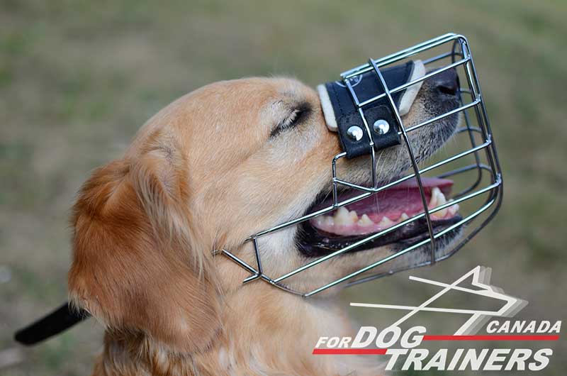 dog muzzle for chewing