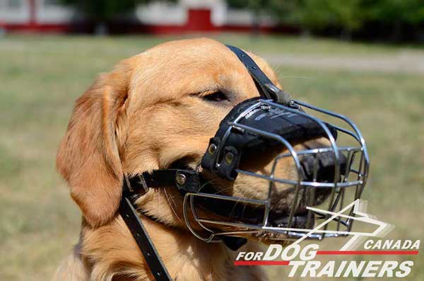 Training Muzzle for Golden Retrievers